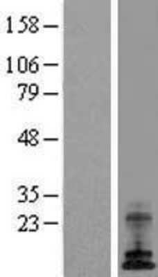 Western Blot: ATP6V0E1 Overexpression Lysate (Adult Normal) [NBL1-07836] Left-Empty vector transfected control cell lysate (HEK293 cell lysate); Right -Over-expression Lysate for ATP6V0E1.