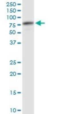 Western Blot: ATP6V1A Antibody (4F5) [H00000523-M02] - ATP6V1A monoclonal antibody (M02), clone 4F5. Analysis of ATP6V1A expression in human kidney.