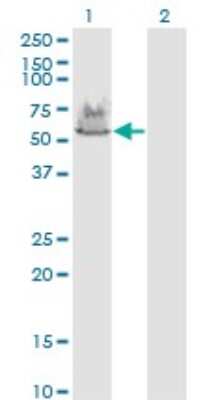 Western Blot ATP6V1A Antibody (4F5) - Azide and BSA Free