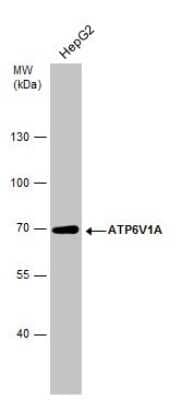 Western Blot: ATP6V1A Antibody (GT1561) [NBP3-13542] - Whole cell extract (30 ug) was separated by 7.5% SDS-PAGE, and the membrane was blotted with ATP6V1A antibody [GT1561] (NBP3-13542) diluted at 1:1000.