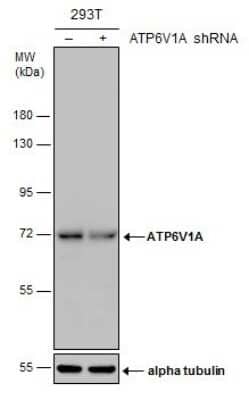 Western Blot: ATP6V1A Antibody (GT1561) [NBP3-13542] - Non-transfected (-) and transfected (+) 293T whole cell extracts (30 ug) were separated by 7.5% SDS-PAGE, and the membrane was blotted with ATP6V1A antibody [GT1561] (NBP3-13542) diluted at 1:500.