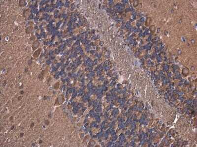 Immunohistochemistry-Paraffin: ATP6V1A Antibody (GT3846) [NBP3-13540] - Mouse brain. ATP6V1A antibody [GT3846] (NBP3-13540) diluted at 1:200. Antigen Retrieval: Citrate buffer, pH 6.0, 15 min.