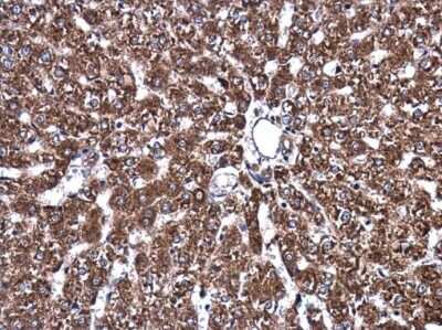 <b>Genetic Strategies Validation. </b>Immunohistochemistry-Paraffin: ATP6V1A Antibody (GT3846) [NBP3-13540] - Rat liver. ATP6V1A antibody [GT3846] (NBP3-13540) diluted at 1:200. Antigen Retrieval: Citrate buffer, pH 6.0, 15 min.