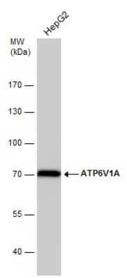 Western Blot: ATP6V1A Antibody (GT3846) [NBP3-13540] - Whole cell extract (30 ug) was separated by 7.5% SDS-PAGE, and the membrane was blotted with ATP6V1A antibody [GT3846] (NBP3-13540) diluted at 1:1000.