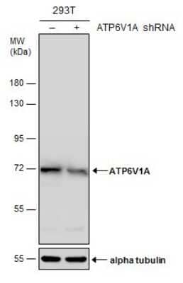 Western Blot ATP6V1A Antibody (GT3846) - Azide and BSA Free