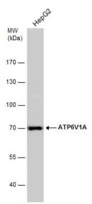 Western Blot: ATP6V1A Antibody (GT811) [NBP3-13541] - Whole cell extract (30 ug) was separated by 7.5% SDS-PAGE, and the membrane was blotted with ATP6V1A antibody [GT811] (NBP3-13541) diluted at 1:1000.
