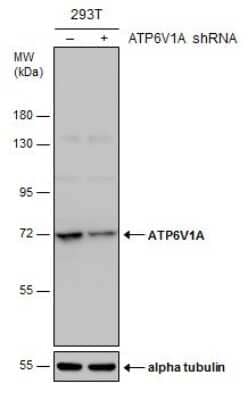 Western Blot: ATP6V1A Antibody (GT811) [NBP3-13541] - Non-transfected (-) and transfected (+) 293T whole cell extracts (30 ug) were separated by 7.5% SDS-PAGE, and the membrane was blotted with ATP6V1A antibody [GT811] (NBP3-13541) diluted at 1:500.