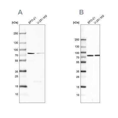 <b>Independent Antibodies Validation. </b>Western Blot: ATP6V1A Antibody [NBP2-55164] - Analysis using Anti-ATP6V1A antibody NBP2-55164 (A) shows similar pattern to independent antibody NBP2-55148 (B).