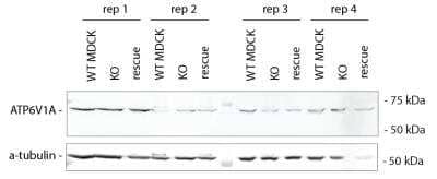 Western Blot: ATP6V1A Antibody [NBP2-55164] - ATP6V1A levels in MDCK lysates probed by western blot. Rabbit anti-ATP6V1A (NBP2-55164) primary antibody was used at 1:1000 dilution overnight at 4C. Image from verified customer review.