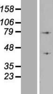 Western Blot ATP6V1A Overexpression Lysate