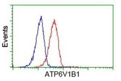 Flow Cytometry: ATP6V1B1 Antibody (OTI1H6) - Azide and BSA Free [NBP2-70237] - Analysis of Hela cells, using anti-ATP6V1B1 antibody, (Red), compared to a nonspecific negative control antibody (Blue).