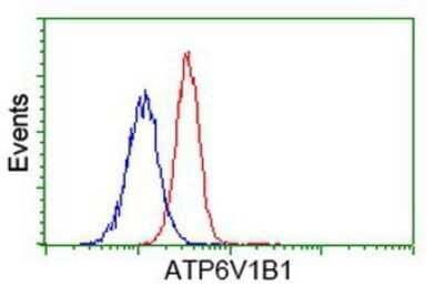 Flow Cytometry: ATP6V1B1 Antibody (OTI1H6) - Azide and BSA Free [NBP2-70237] - Analysis of Jurkat cells, using anti-ATP6V1B1 antibody, (Red), compared to a nonspecific negative control antibody (Blue).