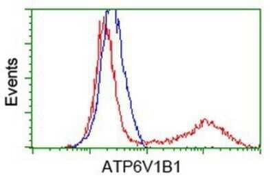 Flow Cytometry: ATP6V1B1 Antibody (OTI1H6) - Azide and BSA Free [NBP2-70237] - HEK293T cells transfected with either overexpression plasmid (Red) or empty vector control plasmid (Blue) were immunostaining by anti-ATP6V1B1 antibody, and then analyzed by flow cytometry.