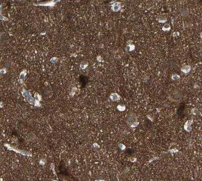 Immunohistochemistry-Paraffin: ATP6V1B2 Antibody [NBP1-88890] - Staining of human cerebral cortex shows high expression.