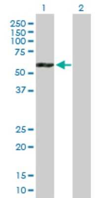 Western Blot: ATP6V1B2 Antibody [H00000526-B01P] - Analysis of ATP6V1B2 expression in transfected 293T cell line by ATP6V1B2 polyclonal antibody.  Lane 1: ATP6V1B2 transfected lysate(56.40 KDa). Lane 2: Non-transfected lysate.