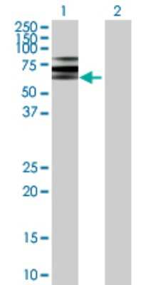 Western Blot: ATP6V1B2 Antibody [H00000526-D01P] - Analysis of ATP6V1B2 expression in transfected 293T cell line by ATP6V1B2 polyclonal antibody.Lane 1: ATP6V1B2 transfected lysate(56.40 KDa).Lane 2: Non-transfected lysate.