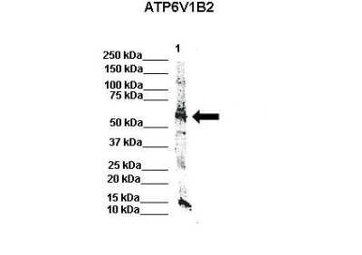 Western Blot: ATP6V1B2 Antibody [NBP1-54858] - Positive Control: Lane 1: 80 ug mouse brain extract Primary Antibody Dilution : 1:500 Secondary Antibody : IRDye 800 CW goat anti-rabbit from Li-COR Bioscience Secondry Antibody Dilution : 1:20,000