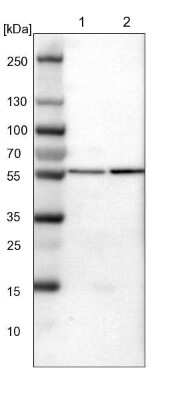 Western Blot: ATP6V1B2 Antibody [NBP1-88890] - Lane 1: NIH-3T3 cell lysate (Mouse embryonic fibroblast cells). Lane 2: NBT-II cell lysate (Rat Wistar bladder tumor cells).