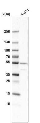 Western Blot ATP6V1C1 Antibody