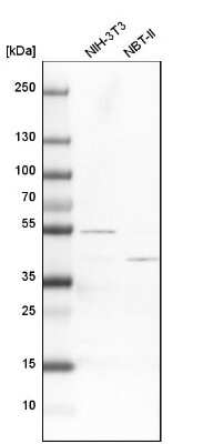 Western Blot ATP6V1C1 Antibody