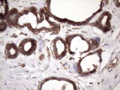 Immunohistochemistry: ATP6V1C2 Antibody (OTI8H4) - Azide and BSA Free [NBP2-72465] - Analysis of Human breast tissue. (Heat-induced epitope retrieval by 1mM EDTA in 10mM Tris buffer (pH8.5) at 120C for 3 min)