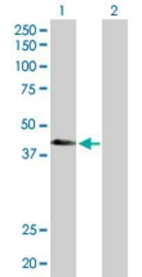 Western Blot: ATP6V1C2 Antibody [H00245973-D01P] - Analysis of ATP6V1C2 expression in transfected 293T cell line by ATP6V1C2 polyclonal antibody.Lane 1: ATP6V1C2 transfected lysate(43.90 KDa).Lane 2: Non-transfected lysate.