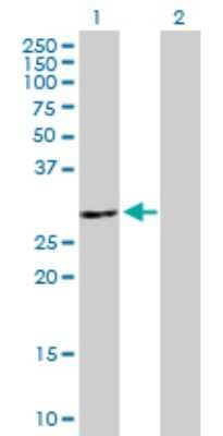 Western Blot: ATP6V1E2 Antibody [H00090423-B01P] - Analysis of ATP6V1E2 expression in transfected 293T cell line by ATP6V1E2 polyclonal antibody.  Lane 1: ATP6V1E2 transfected lysate(24.86 KDa). Lane 2: Non-transfected lysate.