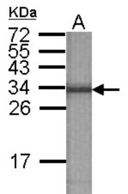 Western Blot: ATP6V1E2 Antibody [NBP2-15521] - Western blot experiment using ATP6V1E2 Antibody at 1:90000 dilution to detect 100ng of 34kDa recombinant ATP6V1E2 protein antigen.