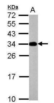 Western Blot: ATP6V1E2 Antibody [NBP2-15521] - Sample (50 ug of whole cell lysate)  A: mouse brain 12% SDS PAGE diluted at 1:10000