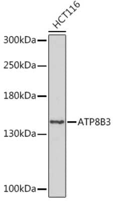 Western Blot ATP8B3 Antibody - Azide and BSA Free