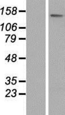 Western Blot ATP8B3 Overexpression Lysate