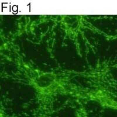 Immunocytochemistry/Immunofluorescence: ATPB Antibody (4.3E8.D10) [NB600-1171] - Indirect staining of rat neuronal/glial cell culture.