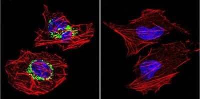 Immunocytochemistry/Immunofluorescence: ATPB Antibody (4.3E8.D10) [NB600-1171] - Analysis of ATP Synthase beta in HeLa cells. Cells were grown on chamber slides and fixed with formaldehyde prior to staining. Cells were probed without (control) or with a ATP Synthase beta monoclonal antibody at a dilution of 1:200 overnight at 4C, washed with PBS and incubated with a DyLight-488 conjugated secondary antibody. ATP Synthase beta staining (green), F-Actin staining with Phalloidin (red) and nuclei with DAPI (blue) is shown.