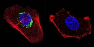 Immunocytochemistry/Immunofluorescence: ATPB Antibody (4.3E8.D10) [NB600-1171] - Analysis of ATP Synthase beta in A431 cells. Cells were grown on chamber slides and fixed with formaldehyde prior to staining. Cells were probed without (control) or with a ATP Synthase beta monoclonal antibody at a dilution of 1:200 overnight at 4C, washed with PBS and incubated with a DyLight-488 conjugated secondary antibody. ATP Synthase beta staining (green), F-Actin staining with Phalloidin (red) and nuclei with DAPI (blue) is shown.