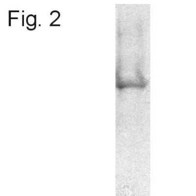 Immunoprecipitation: ATPB Antibody (4.3E8.D10) [NB600-1171] - Analysis of rat neuronal/glial cell extract.