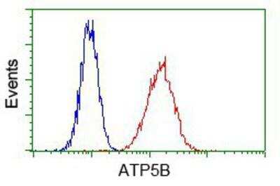 Flow Cytometry: ATPB Antibody (4E5) [NBP2-02249] - Analysis of Hela cells, using anti-ATPB antibody, (Red) compared to a nonspecific negative control antibody (Blue).