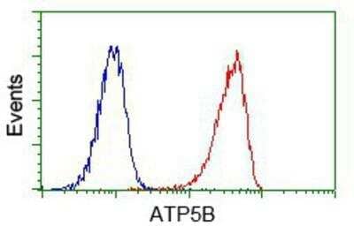 Flow Cytometry: ATPB Antibody (4E5) [NBP2-02249] - Analysis of Jurkat cells, using anti-ATPB antibody, (Red) compared to a nonspecific negative control antibody (Blue).