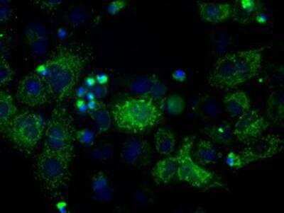 Immunocytochemistry/Immunofluorescence: ATPB Antibody (4E5) [NBP2-02249] - Staining of COS7 cells transiently transfected by pCMV6-ENTRY ATPB.