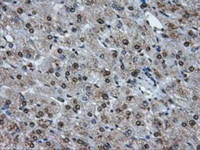 Immunohistochemistry-Paraffin: ATPB Antibody (4E5) [NBP2-02249] - Staining of paraffin-embedded liver tissue using anti-ATPBmouse monoclonal antibody.