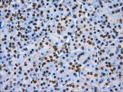 Immunohistochemistry-Paraffin: ATPB Antibody (4E5) [NBP2-02249] - Staining of paraffin-embedded pancreas tissue using anti-ATPB mouse monoclonal antibody.