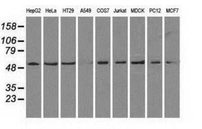 Western Blot: ATPB Antibody (4E5) [NBP2-02249] Analysis of extracts (35ug) from 9 different cell lines by using anti-ATPB monoclonal antibody.