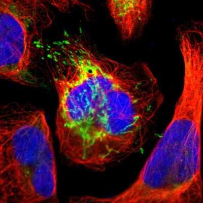 Immunocytochemistry/Immunofluorescence: ATPB Antibody [NBP1-90815] - Staining of human cell line U-2 OS shows localization to mitochondria. Antibody staining is shown in green.