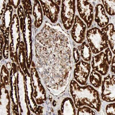 Immunohistochemistry-Paraffin: ATPB Antibody [NBP1-90815] - Staining of human kidney shows strong granular cytoplasmic positivity in cells in tubules.