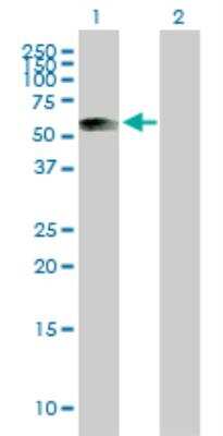 Western Blot: ATPB Antibody [H00000506-B01P] - analysis of ATP5B expression in transfected 293T cell line by ATP5B MaxPab polyclonal antibody. Lane 1: ATP5B transfected lysate (58.19 KDa). Lane 2: Non-transfected lysate.