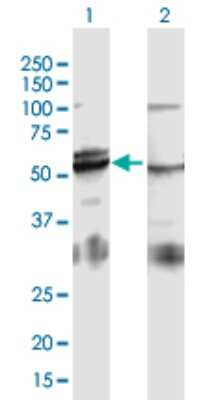 Western Blot: ATPB Antibody [H00000506-B01P] - Analysis of ATP5B expression in transfected 293T cell line by ATP5B polyclonal antibody.  Lane 1: ATP5B transfected lysate(58.19 KDa). Lane 2: Non-transfected lysate.