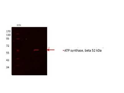 Western Blot: ATPB Antibody [NBP1-54700] - ATP5B antibody - N-terminal region validated by WB using Proximal kidney tubules purfied from cortex at 1:1000.