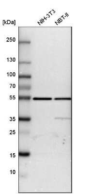 Western Blot: ATPB Antibody [NBP1-90815] - Analysis in mouse cell line NIH-3T3 and rat cell line NBT-II.