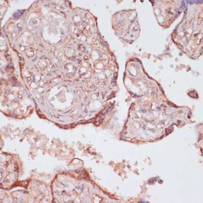 Immunohistochemistry-Paraffin: ATPG Antibody [NBP2-92867] - Paraffin-embedded human placenta using ATPG .