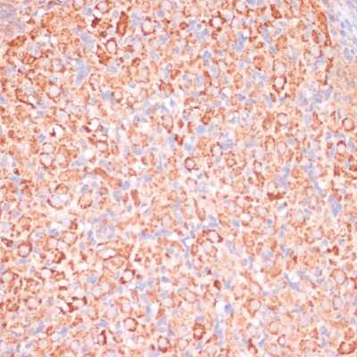 Immunohistochemistry-Paraffin ATPG Antibody - Azide and BSA Free