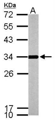 Western Blot: ATPG Antibody [NBP2-15525] - Sample (50 ug of whole cell lysate) A: Mouse Brain, 12% SDS PAGE gel, diluted at 1:1000.